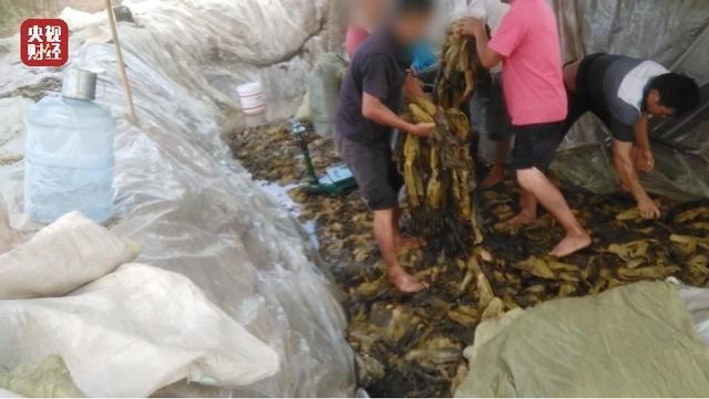 The video shown on 315 Gala reveals the workers were stepping on the vegetables with uncleaned bare feet.