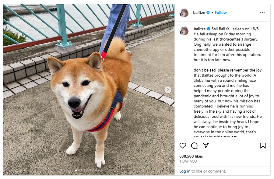 Viral meme dog, Cheems, dead at 12 after battle with cancer